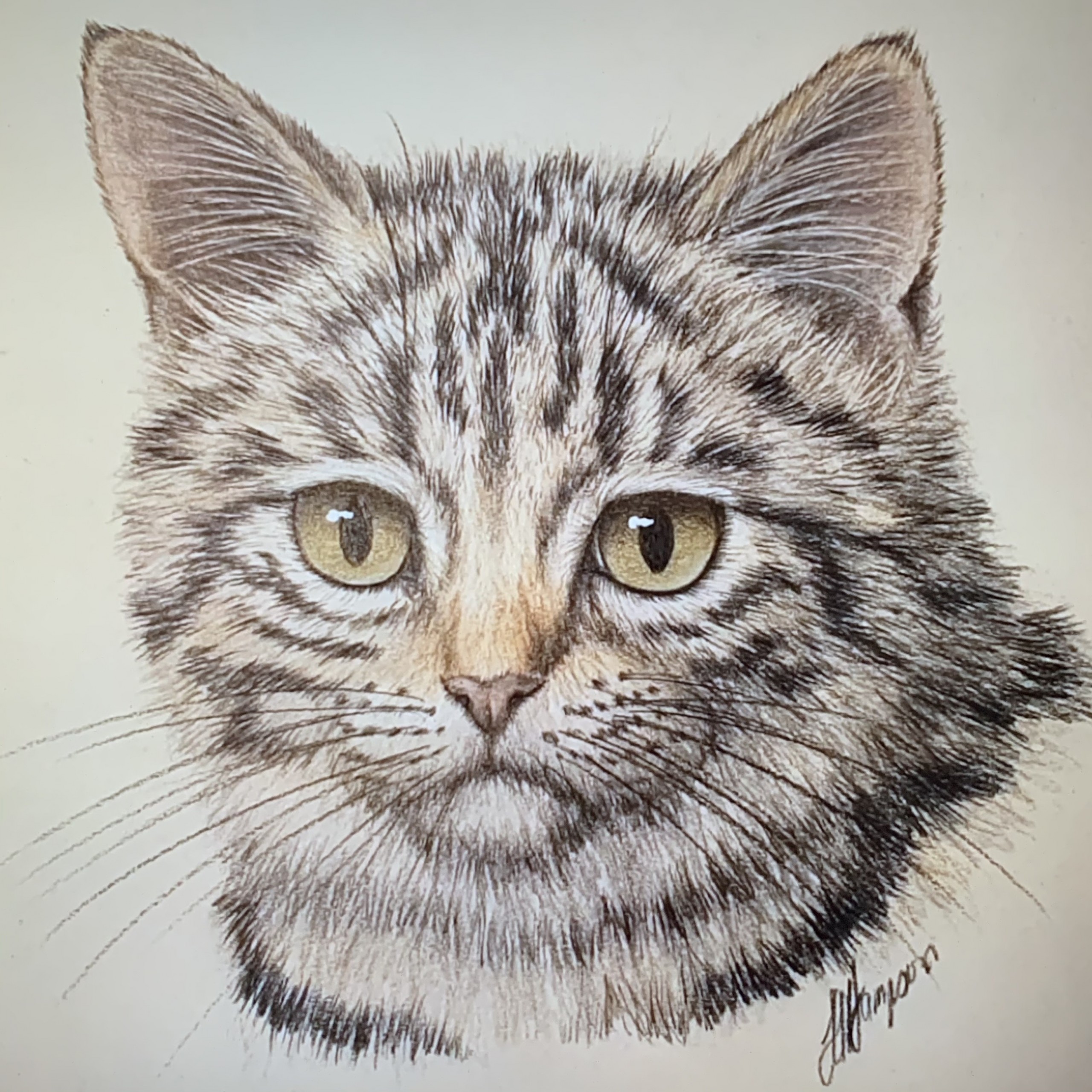 Update Cat Pencil Sketch Images In Eteachers
