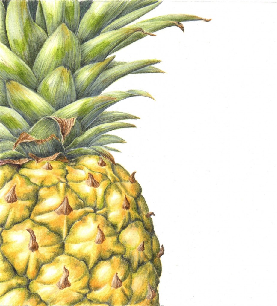 Gorgeously colored pineapple drawing. : r/pics