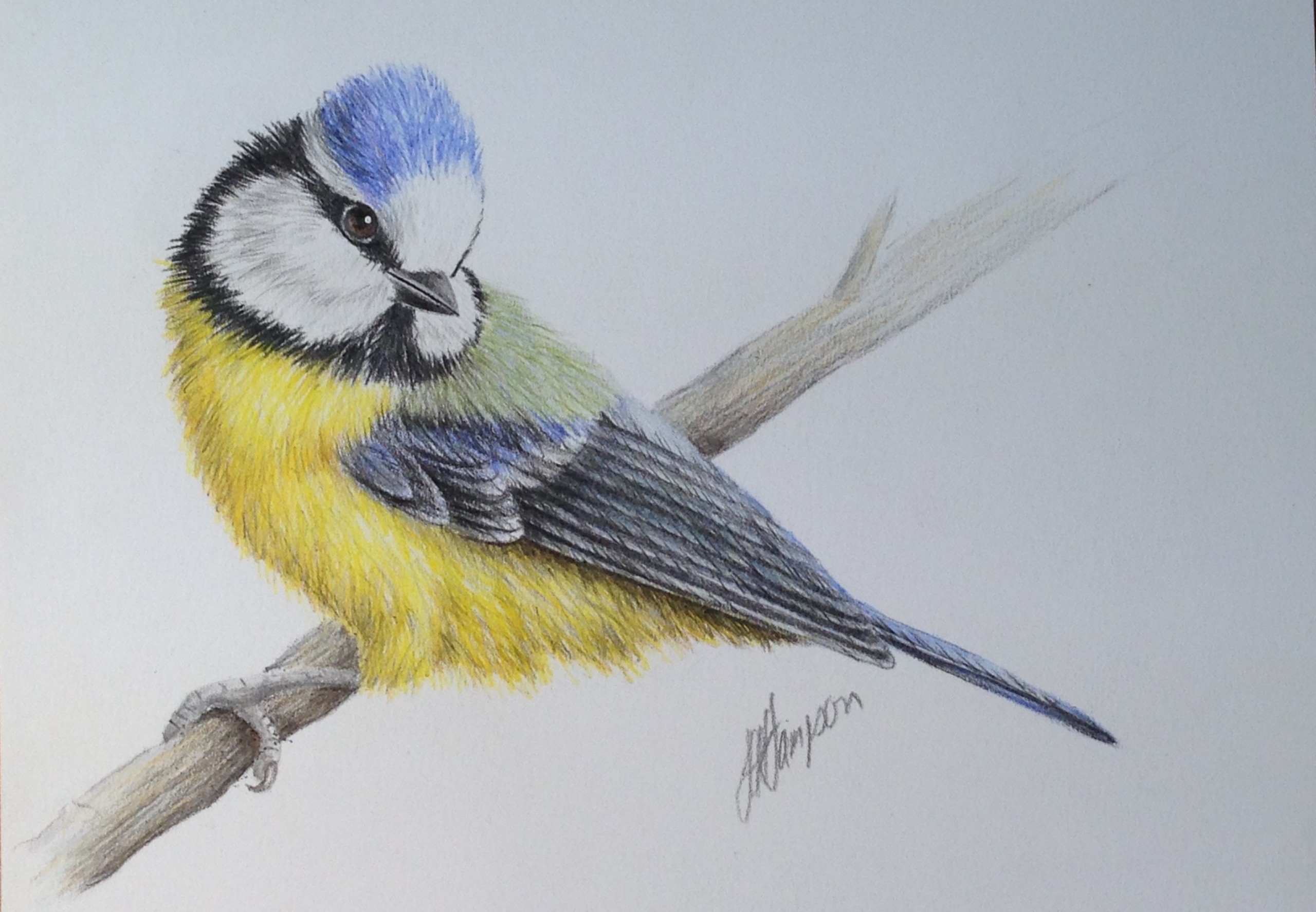 BLUE TIT - BEGINNERS NATURAL HISTORY COLOURED PENCIL DRAWING :: ONLINE  COURSE - The Old Kennels