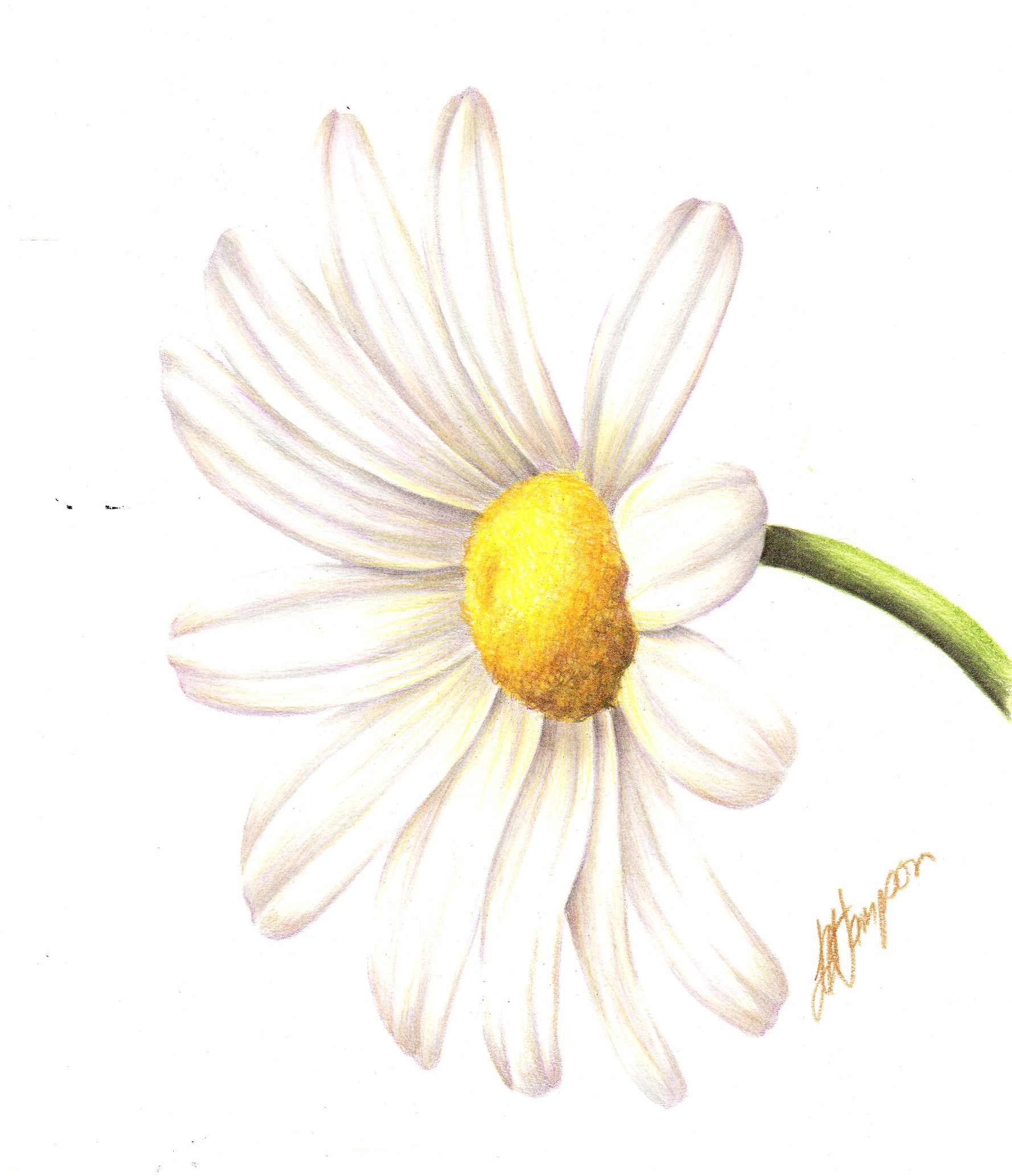 OX EYE DAISY BEGINNERS BOTANICAL COLOURED PENCIL DRAWING ONLINE