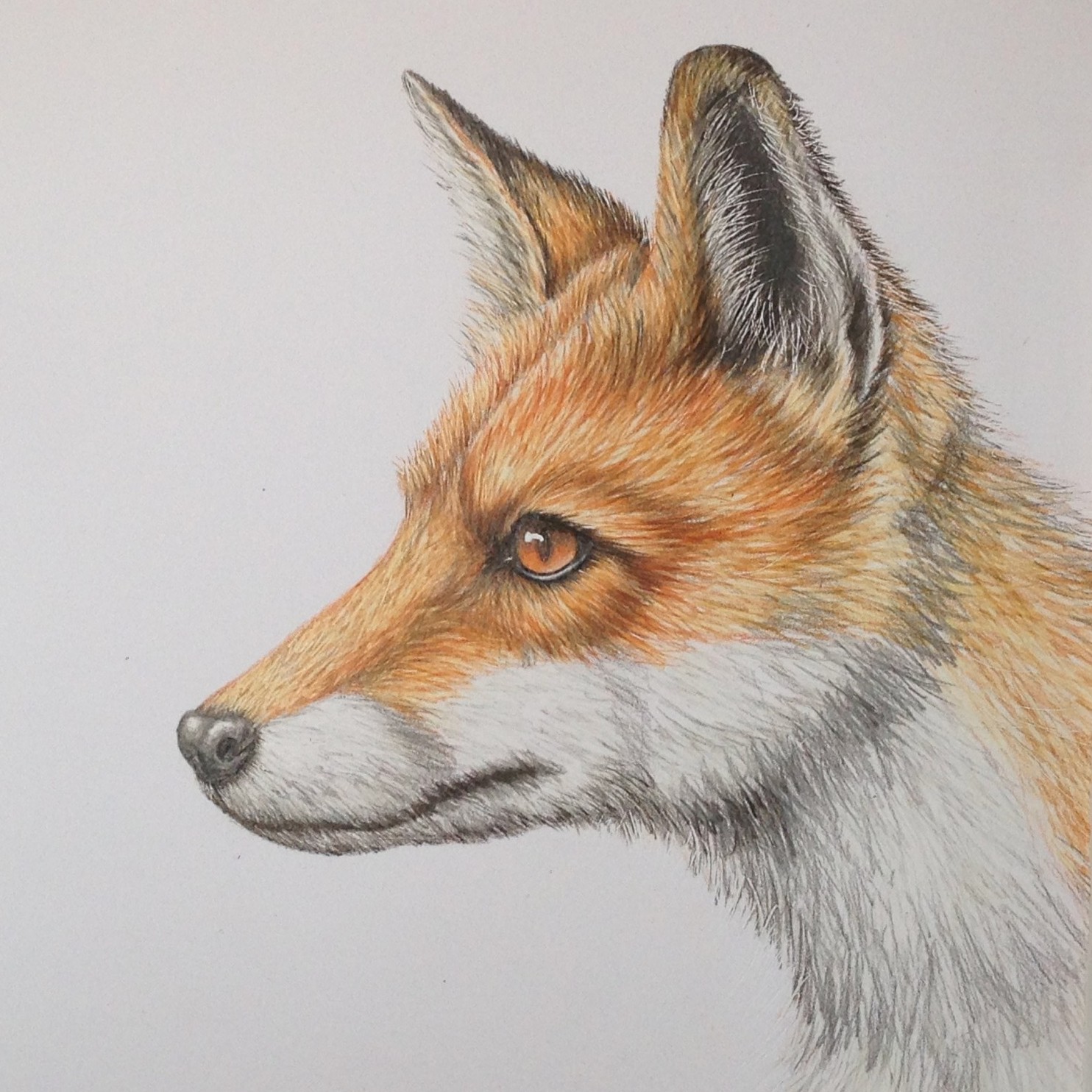 Red Fox - BEGINNERS & IMPROVERS NATURAL HISTORY COLOURED PENCIL DRAWING ::  ONLINE COURSE