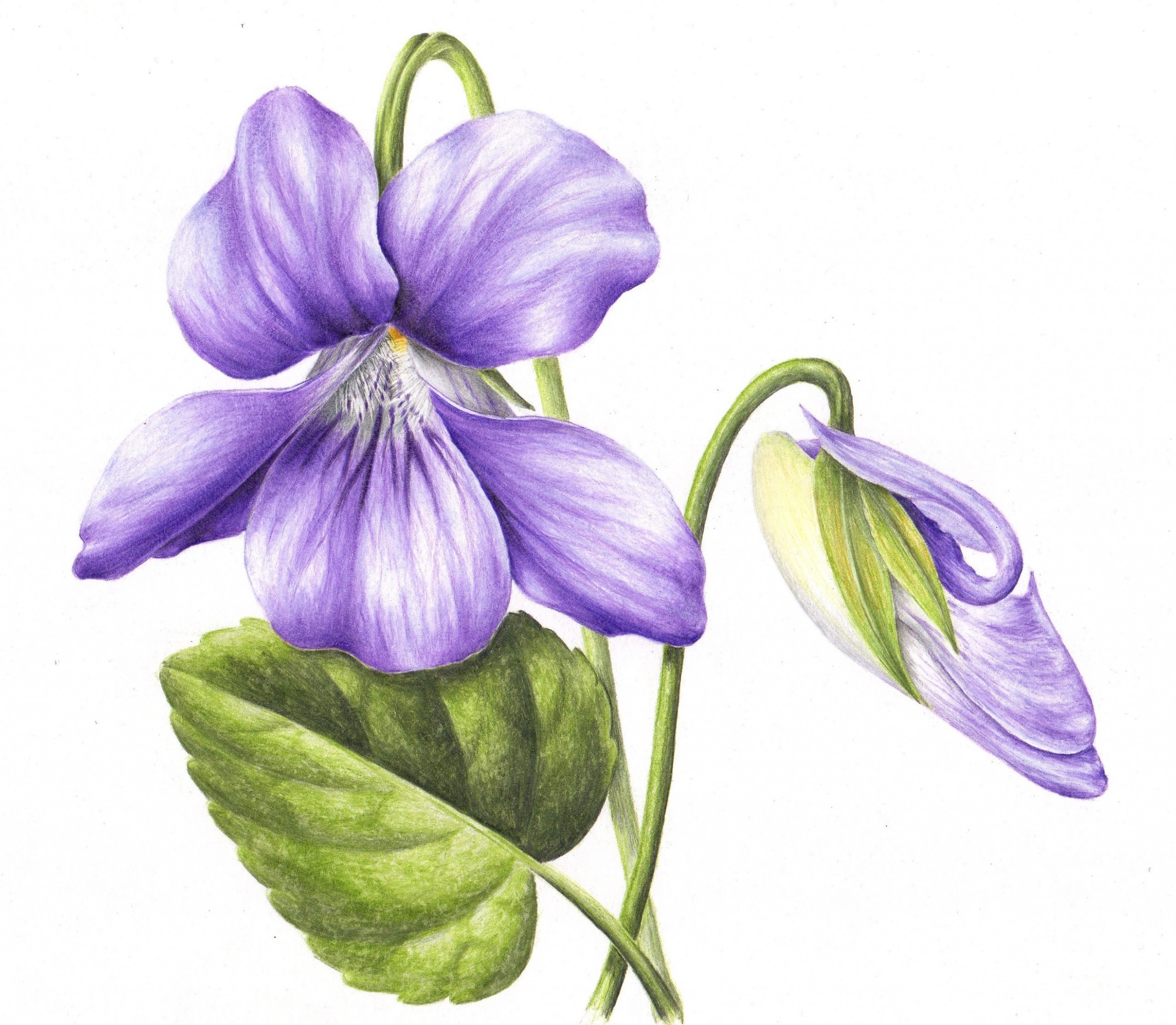 BOTANICAL & NATURAL HISTORY COLOURED PENCIL DRAWING :: ONE-DAY-A-MONTH ...