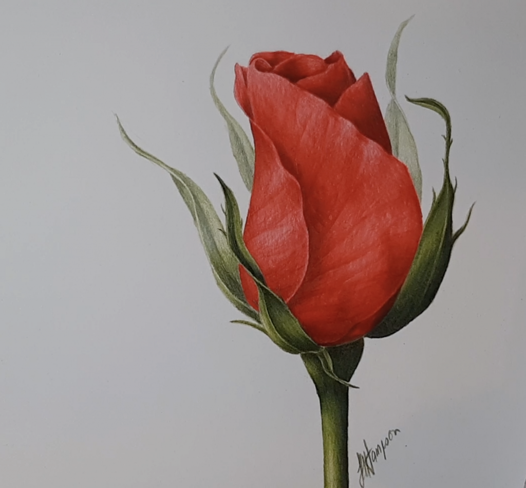 Red Rosebud BEGINNERS & IMPROVERS BOTANICAL COLOURED PENCIL DRAWING