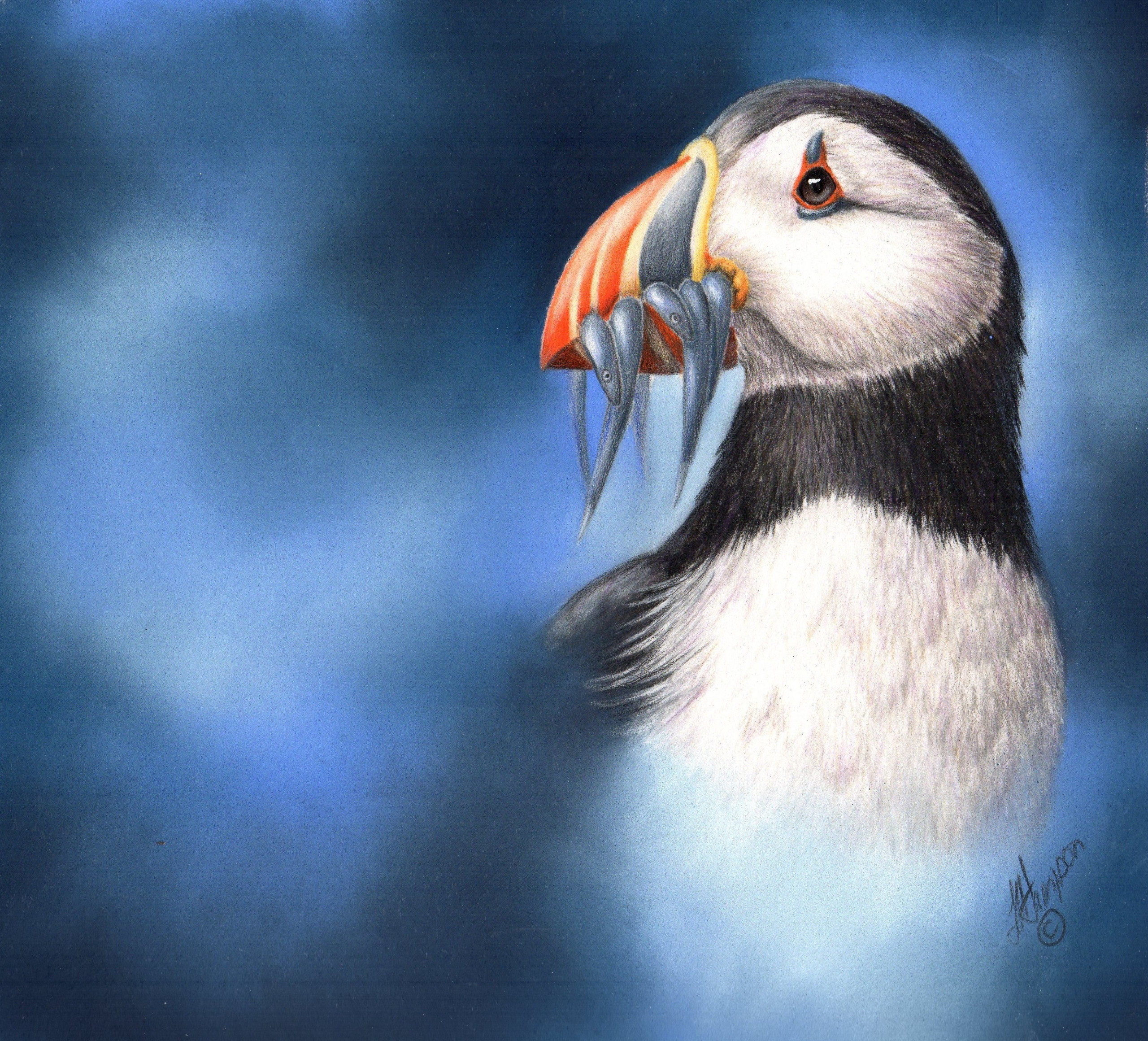Puffin for my drawing class  rdrawing