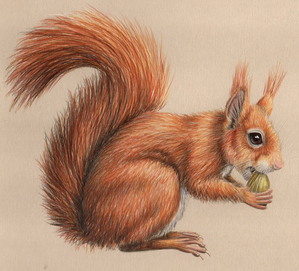 RED SQUIRREL - NATURAL HISTORY COLOURED PENCIL DRAWING :: ONLINE COURSE-saigonsouth.com.vn