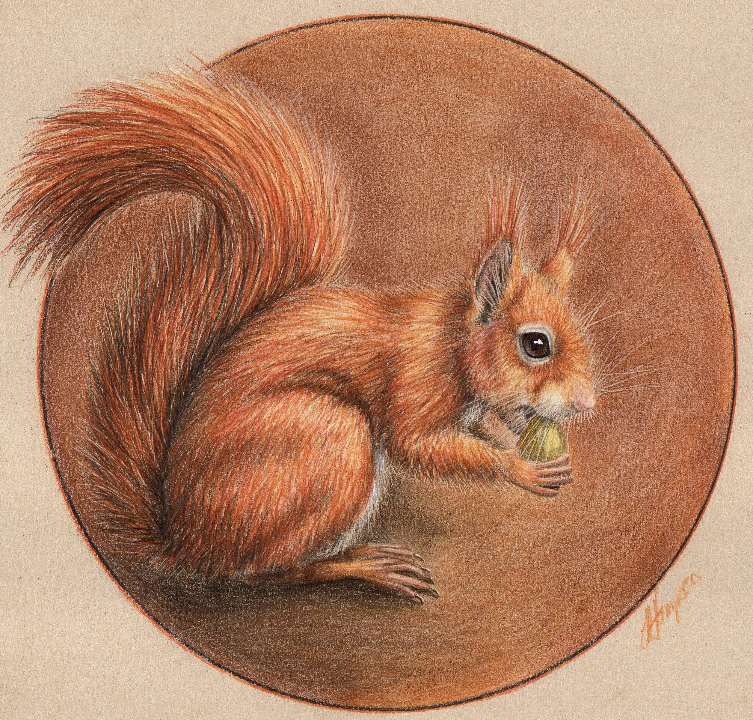 Squirrel Sketch « www.JessicaPadkin.com