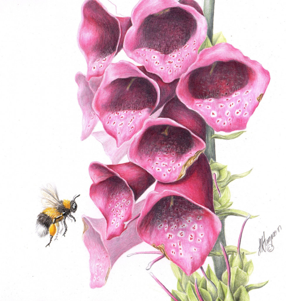 FOXGLOVE & BUMBLEBEE - BOTANICAL COLOURED PENCIL DRAWING :: ONLINE COURSE