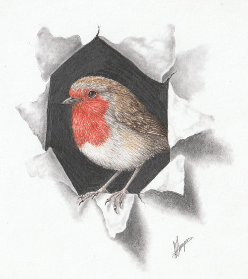 'ROBIN TROMPHE L'OIEL' - NATURAL HISTORY COLOURED PENCIL DRAWING ::  ONLINE COURSE - Image 2
