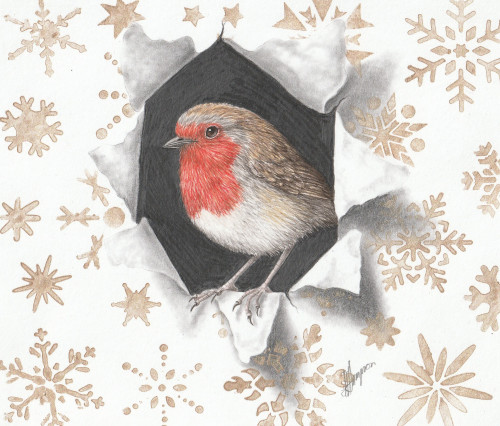 'ROBIN TROMPHE L'OIEL' - NATURAL HISTORY COLOURED PENCIL DRAWING ::  ONLINE COURSE