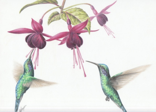 FUCHSIA & HUMMINGBIRD - BOTANICAL COLOURED PENCIL DRAWING ::  ONLINE COURSE