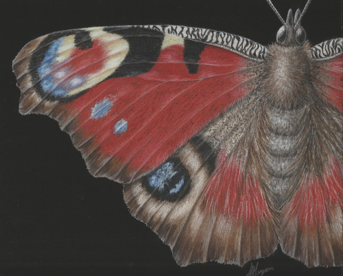 PEACOCK BUTTERFLY - BOTANICAL COLOURED PENCIL DRAWING ::  ONLINE COURSE