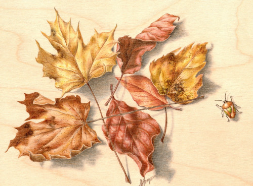 BOTANICAL COLOURED PENCIL DRAWING IN PERSON :: BEGINNERS/IMPROVERS - AUTUMN LEAVES  ::  Tuesday 7th October 2025