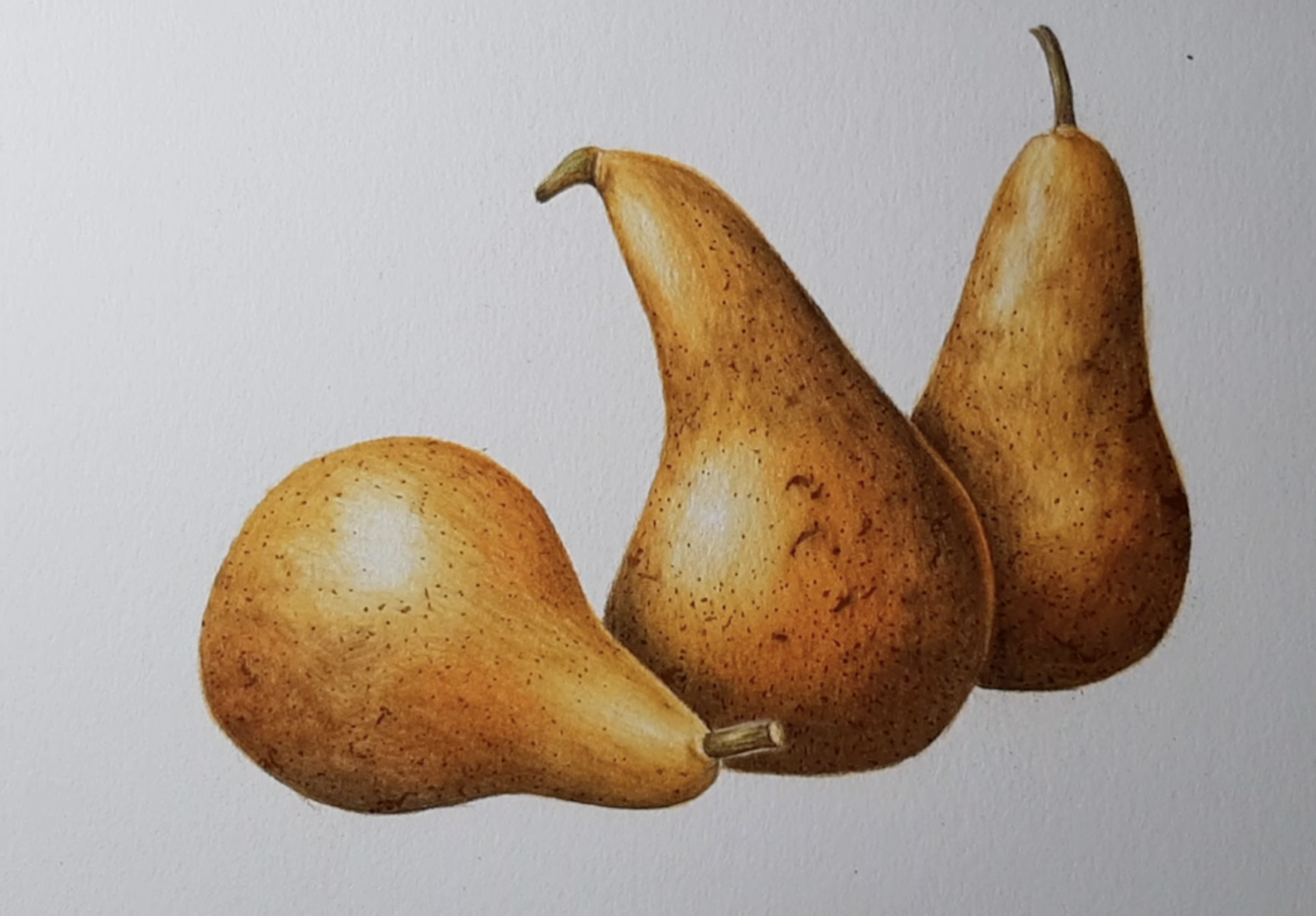 BOTANICAL COLOURED PENCIL DRAWING IN PERSON :: BEGINNERS/IMPROVERS - PEARS  ::  Tuesday 2nd December 2025
