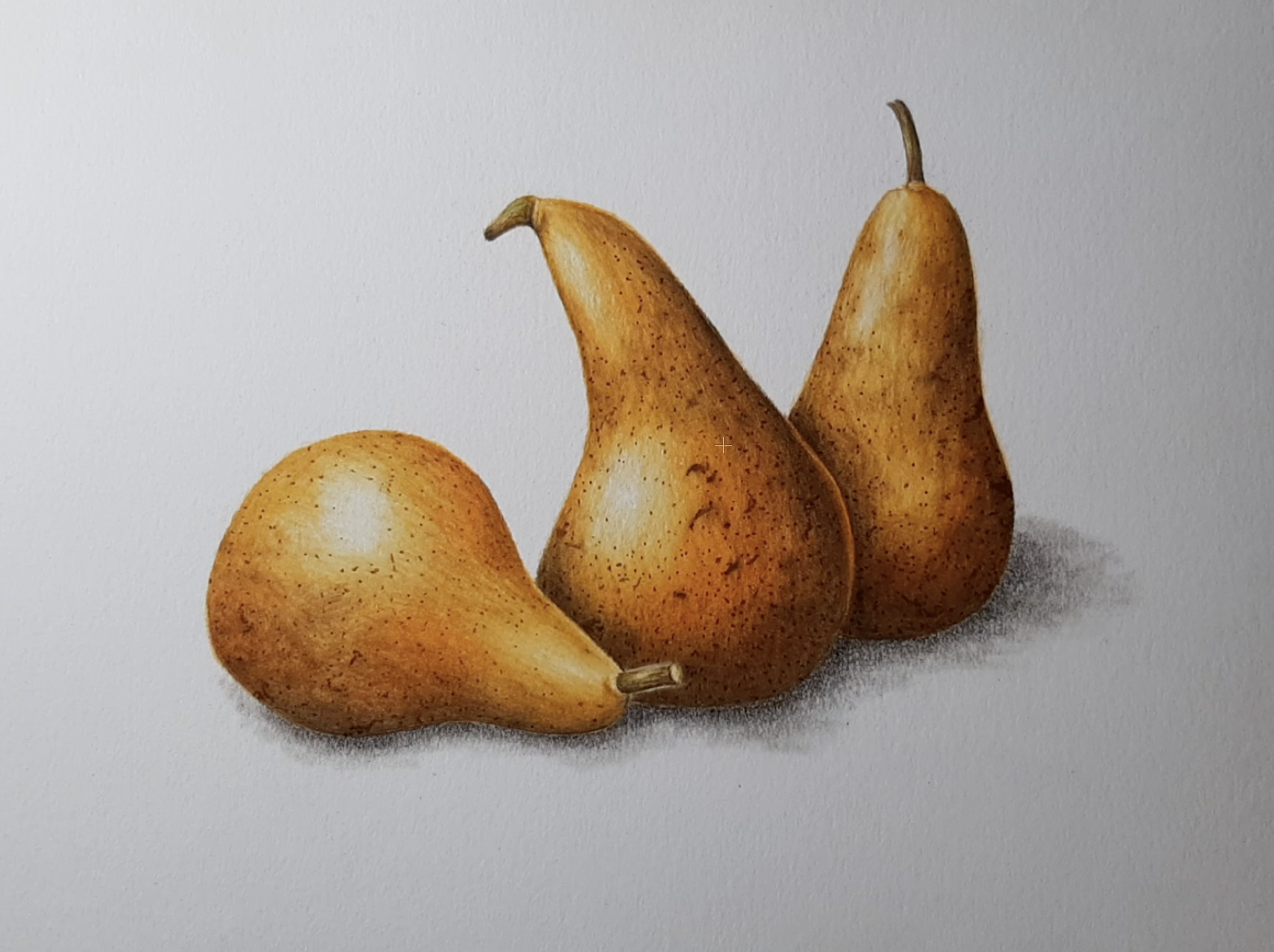 BOTANICAL COLOURED PENCIL DRAWING IN PERSON :: BEGINNERS/IMPROVERS - PEARS  ::  Tuesday 2nd December 2025 - Image 3