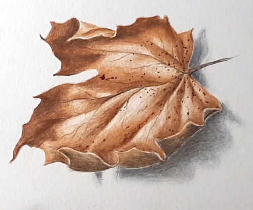 BOTANICAL COLOURED PENCIL DRAWING IN PERSON :: BEGINNERS/IMPROVERS - AUTUMN LEAVES  ::  Tuesday 7th October 2025 - Image 2