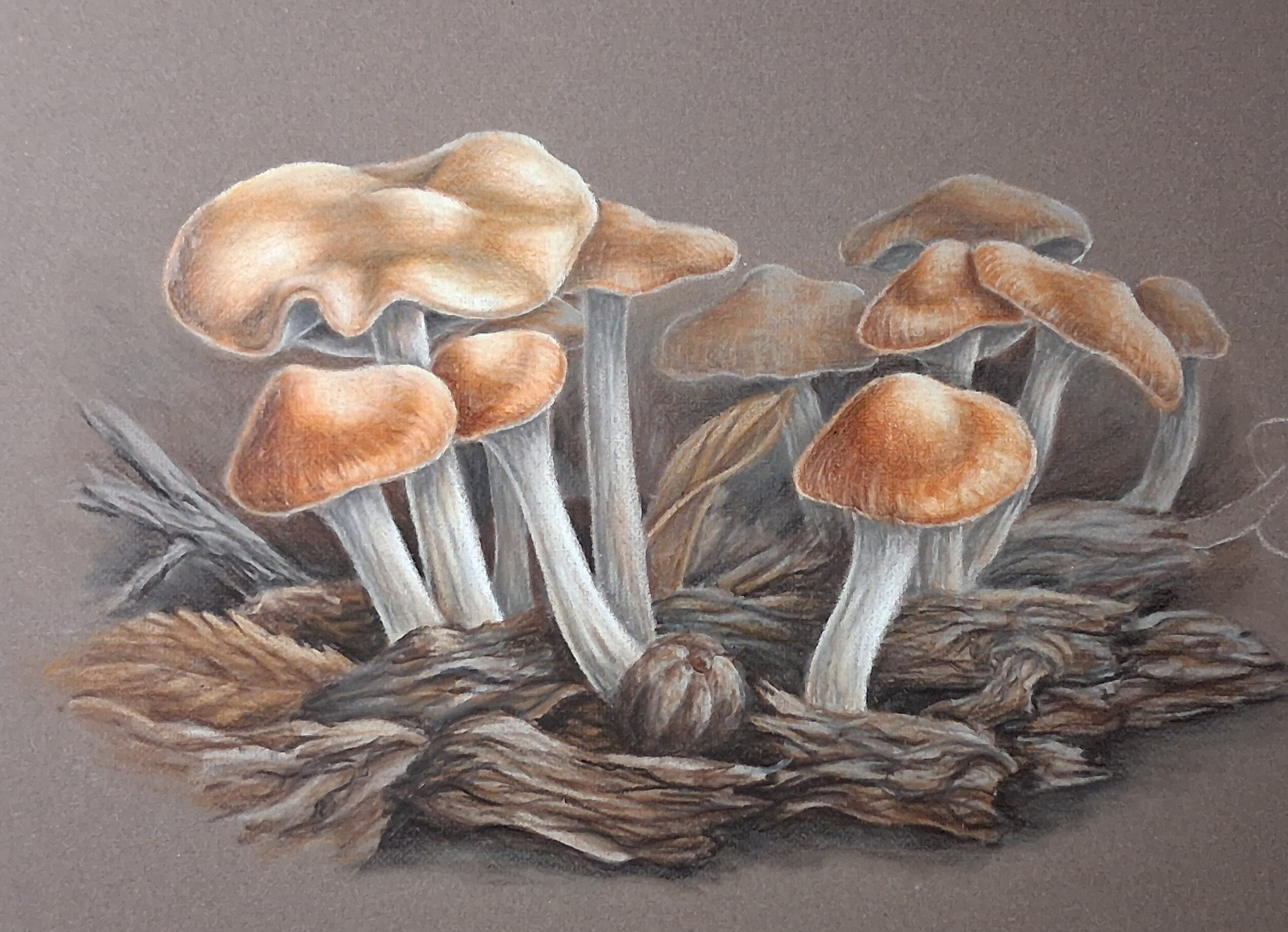WAVY CAP FUNGI - BOTANICAL COLOURED PENCIL DRAWING :: ONLINE COURSE