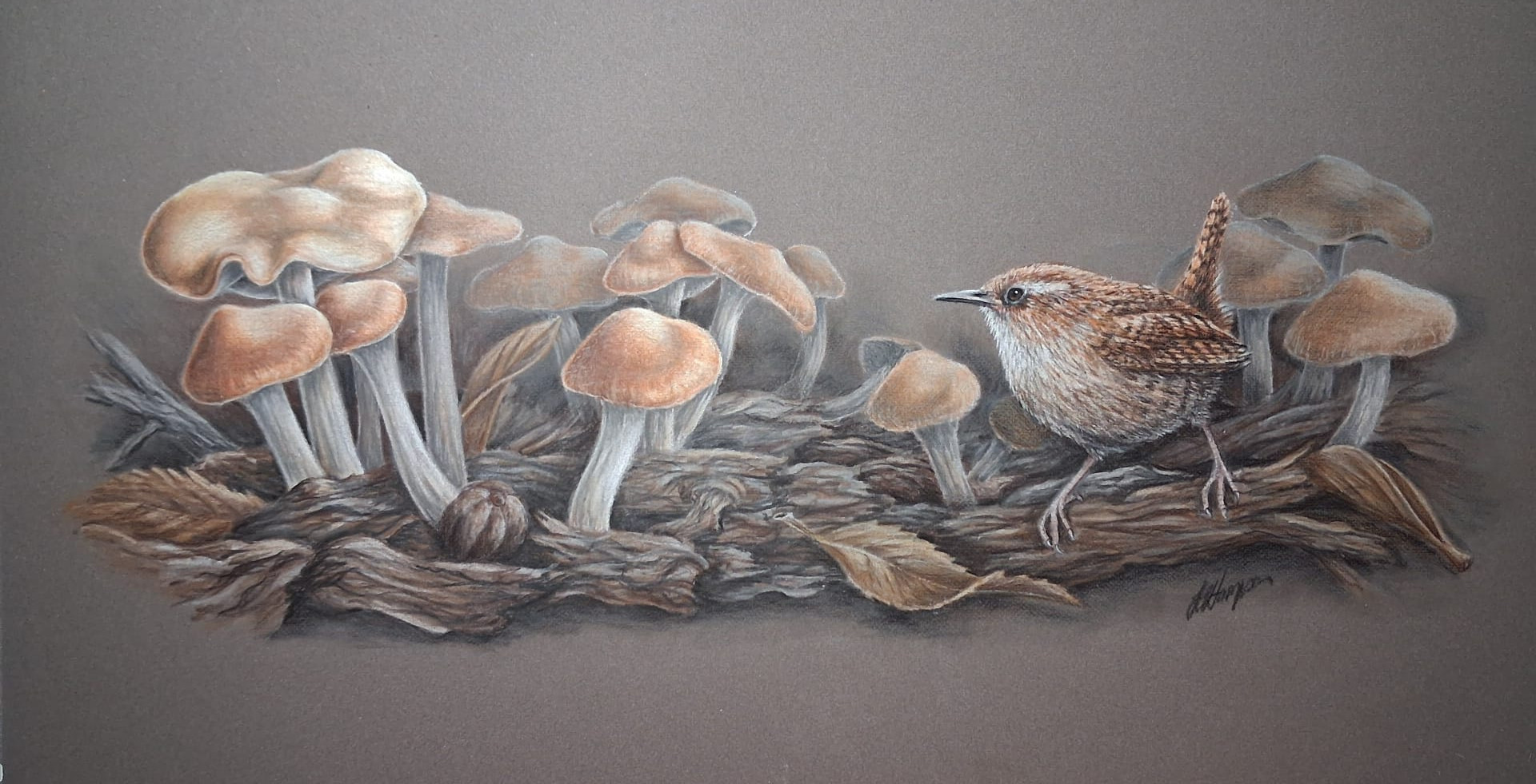 WAVY CAP FUNGI - BOTANICAL COLOURED PENCIL DRAWING :: ONLINE COURSE - Image 2